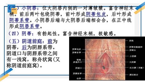 白虎陰唇|科普常见的24种女性阴唇形状图解：馒头型